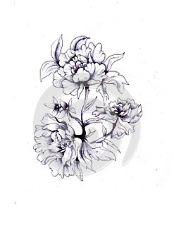 Biro Flora Illustration