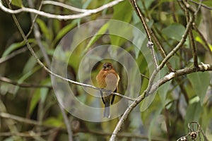 Birro chico Pyrrhomyias cinnamomeus