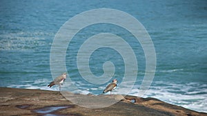 Birs by the sea