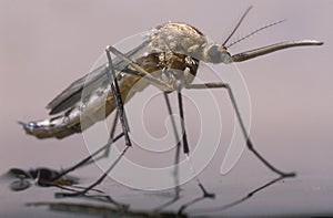 The birth of a female mosquito