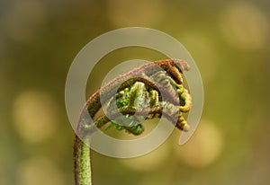 Birth of a fern leaf in the forest