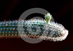 Birth of a flower in a cactus photo