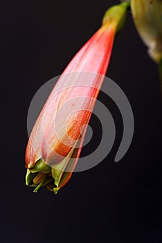 The birth of flowers with the shape of a bell