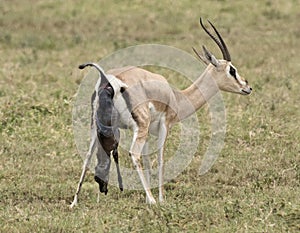 Birth of a Grant's gazelle