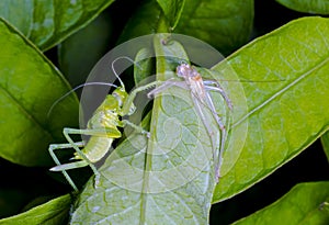 The birth of a grasshopper