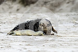 Birth of a grey seal