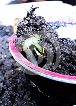 Birth of a jerimum sprout photo
