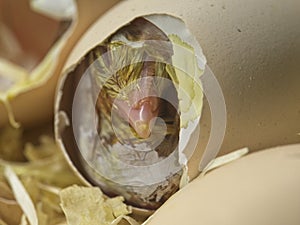 Birth of a little chick