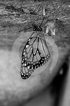 Birth of a monarch butterfly