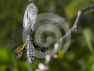 Birth of a Monarch Butterfly