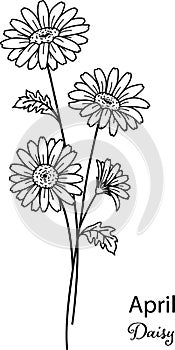 Birth month flower of April is daisy flower