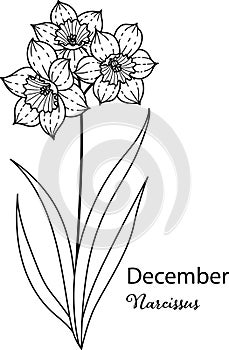 Birth month flower of December is Narcissus