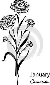 Birth month flower of January is carnation flower