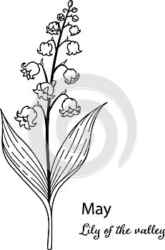 Birth month flower of May is lily of the valley flower