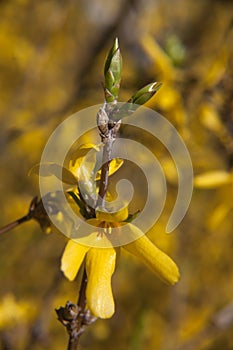 Birth of the new flower