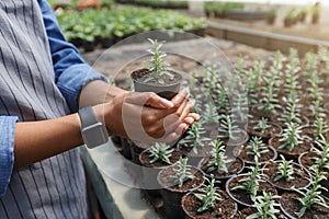 Birth of new flower. Woman in apron and smart watch holds pot with sprout