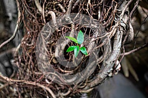 Birth of a new life concept, plant roots with a small green sprout close-up, abstract nature background