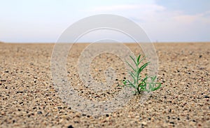 Birth of a plant in the desert