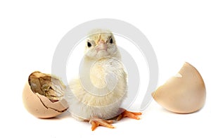 birth of serama chicken