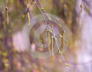 Birth tree twig with catkins