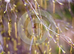 Birth tree twig with catkins