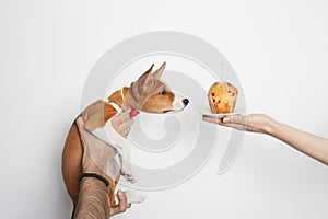 Birthday basenji puppy dog with party cupcake holding in male hands against white background