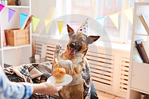 Birthday Cake for Dog