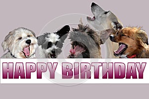 Birthday card with singing dogs