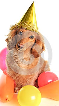 Birthday dachshund dog