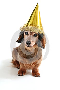 Birthday dog