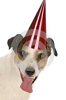 Birthday dog