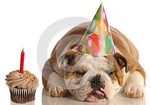 Birthday dog img