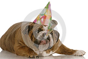 Birthday dog blowing horn