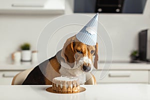 Birthday for a dog of breed beagle. Happy dog eating delicious cake