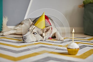 Birthday dog pet lies on the floor and looks at the birthday cupcake with a candle