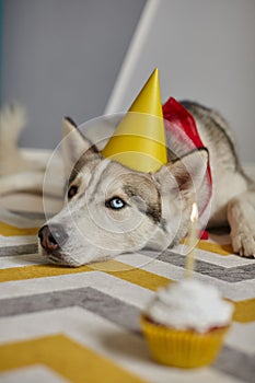 Birthday dog pet lies on the floor and looks at the birthday cupcake with a candle