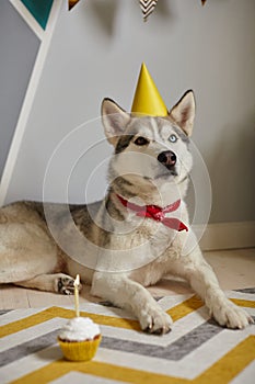 Birthday dog pet lies on the floor and looks at the birthday cupcake with a candle