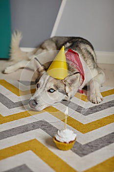 Birthday dog pet lies on the floor and looks at the birthday cupcake with a candle
