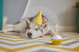 Birthday dog pet lies on the floor and looks at the birthday cupcake with a candle