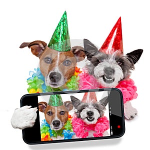 Birthday dogs selfie