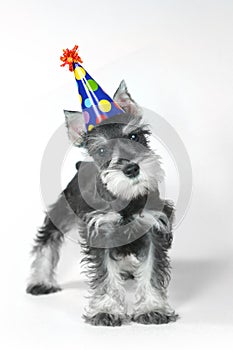 Birthday Hat Wearing Miniature Schnauzer Puppy Dog on White