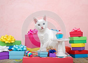 Birthday kitten with heterochromia eyes, cup cake on pedestal