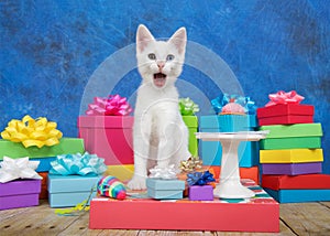 Birthday kitten with heterochromia eyes, cup cake on pedestal