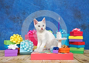 Birthday kitten with heterochromia eyes, miniature cake on pedestal