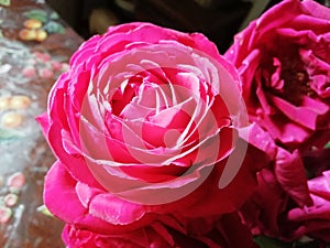 Birthday roses intense pink and red