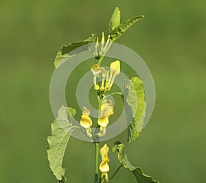 Birthwort plant, Aristolochia clematitis