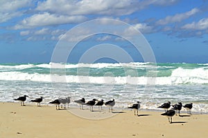 Birts on the beach. Varadero, Cuba