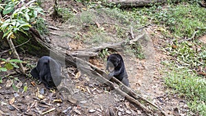 Biruang bears, endemic to Borneo, feed.