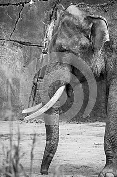 Bis male elephant leader of mob with two tusks black white