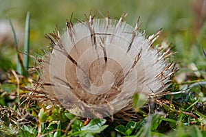 Bischolsee - Macro of wildflower 2